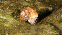 Cyclophorus herklotsi