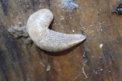 Deroceras reticulatum