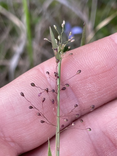 short-leaved witchgrass (Dichanthelium curtifolium)