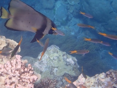 Neopomacentrus azysron