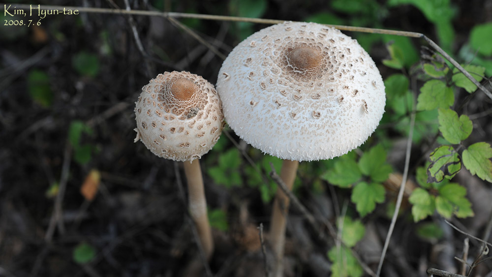 Macrolepiota procera · July 2008 · photo: © pintail (iNaturalist, cc-by)