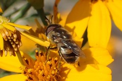 Copestylum marginatum