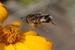 Copestylum marginatum