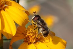 Copestylum marginatum