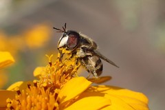 Copestylum marginatum