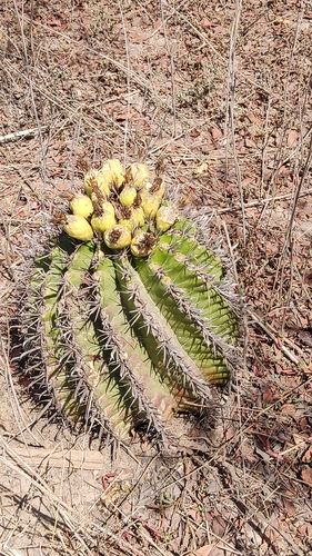 Image of Ferocactus herrerae by no rights reserved