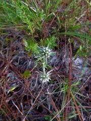Eryngium aromaticum