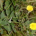 Hieracium pilosella - Photo (c) Udo Schmidt, algunos derechos reservados (CC BY-SA)
