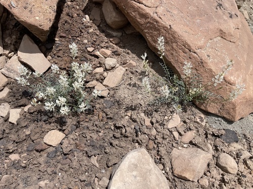 Image of Astragalus flavus by (c) lejones417, some rights reserved (CC BY-SA)