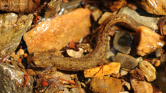 Onychodactylus koreanus