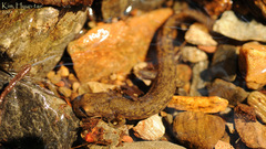 Onychodactylus koreanus