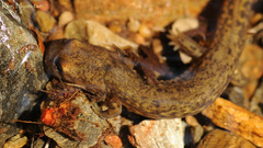 Onychodactylus koreanus