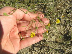 Lessingia glandulifera