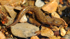 Onychodactylus koreanus