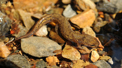 Onychodactylus koreanus