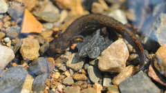 Onychodactylus koreanus