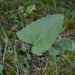 Arrowleaf Sweet Coltsfoot - Photo (c) Sarah Bonnett, some rights reserved (CC BY-NC), uploaded by Sarah Bonnett