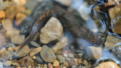 Onychodactylus koreanus