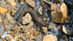 Onychodactylus koreanus