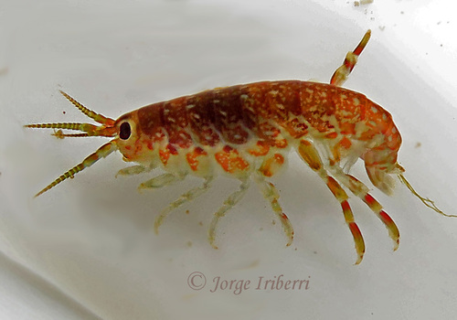 Hyale grandicornis