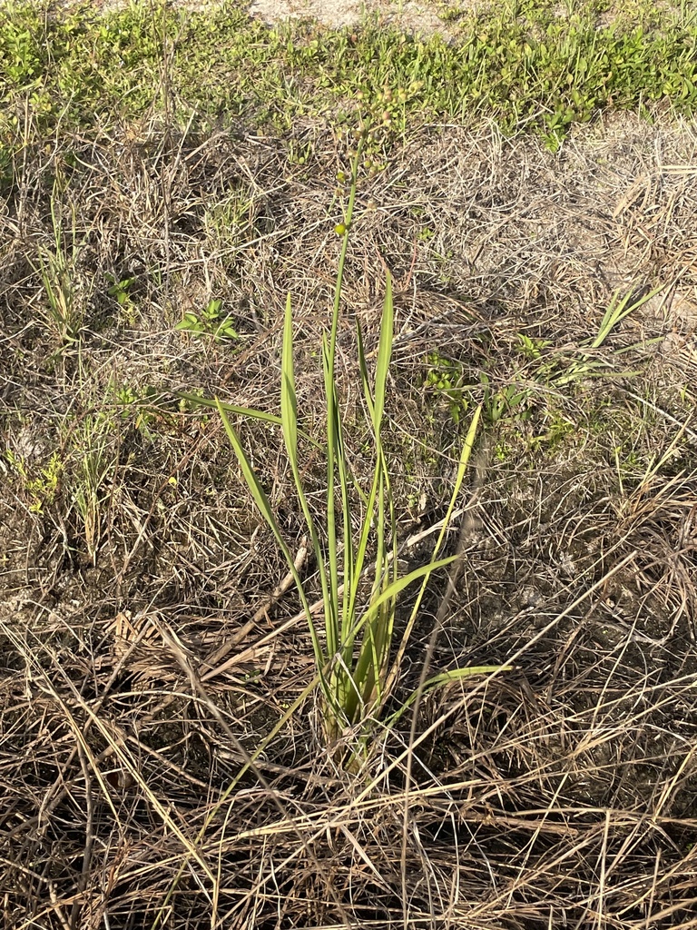 lanceleaf arrowhead from Pollywog Crossover SW, Labelle, FL, US on May