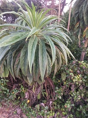 Echium pininana