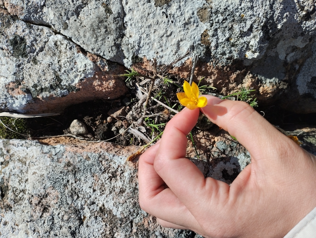 Nothoscordum hirtellum; photograph Agustina Medina, CC BY, iNaturalist via GBIF