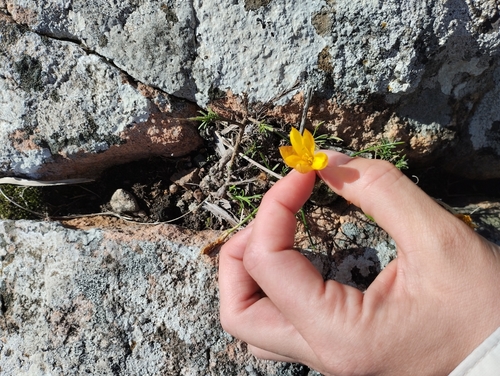 Nothoscordum hirtellum