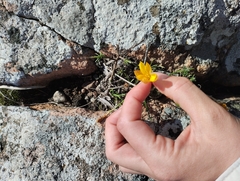 Nothoscordum hirtellum