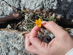 Agustina Medina, CC BY, iNaturalist via GBIF Nothoscordum hirtellum, photograph Agustina Medina, CC BY, iNaturalist via GBIF