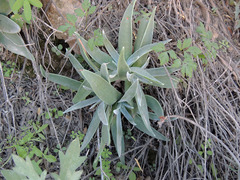 Dudleya saxosa collomiae