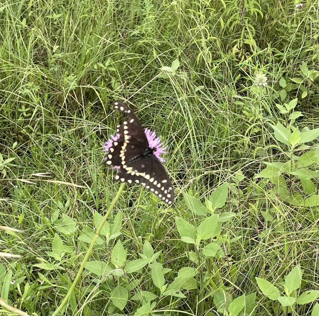 black-swallowtail-from-texas-a-m-university-college-station-tx-us-on