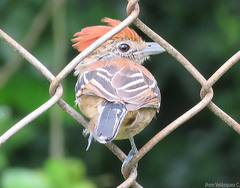 Sakesphorus canadensis