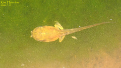 Hyla suweonensis