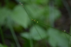 Stellulatae