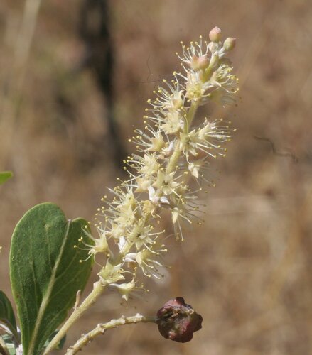 bendee (Terminalia bursarina)