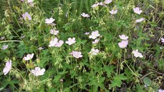 Geranium caffrum
