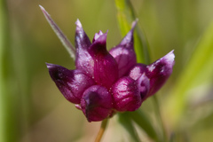 Trifolium depauperatum