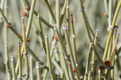 Ephedra trifurca