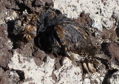 Psiloscops flammeolus