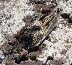 Psiloscops flammeolus