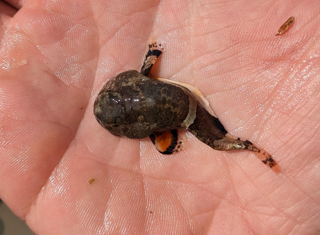 Tadpole Sculpin