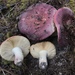 Shellfish-scented Russula - Photo (c) Christian Schwarz, some rights reserved (CC BY-NC), uploaded by Christian Schwarz