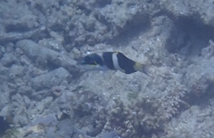Thalassoma nigrofasciatum