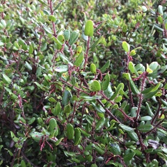 Arctostaphylos nummularia
