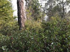 Arctostaphylos nummularia