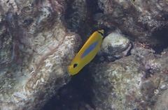 Chaetodon plebeius