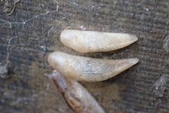 Deroceras reticulatum