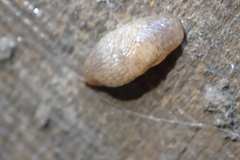 Deroceras reticulatum