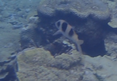 Parupeneus crassilabris